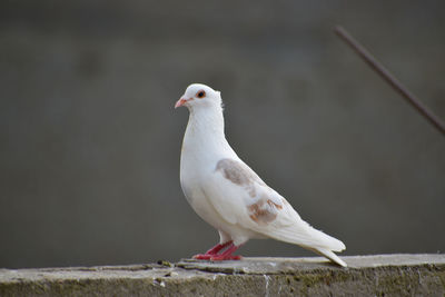 Close-up of seagull perching