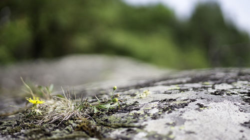 Yellow flower on northern finnish stones of lake laatokka