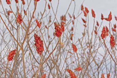 Close-up of red berries on tree during winter