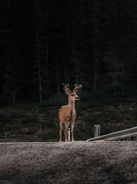 Deer standing in a forest