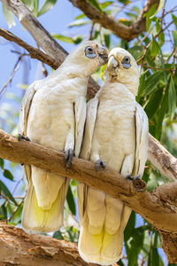 Low angle view of birds perching on branch