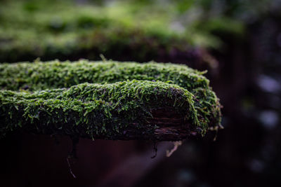 Close-up of moss growing outdoors