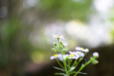 Close-up of white flowers