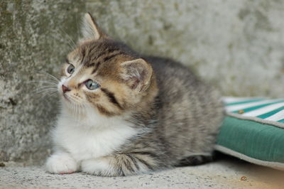 Close-up of cat