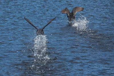 View of bird swimming in sea