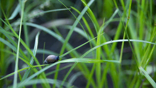 grass