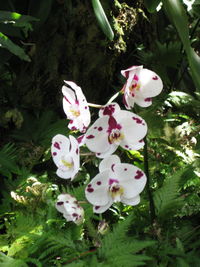 Close-up of fresh white pink flowers on tree