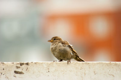 Close-up of bird perching on retaining wall