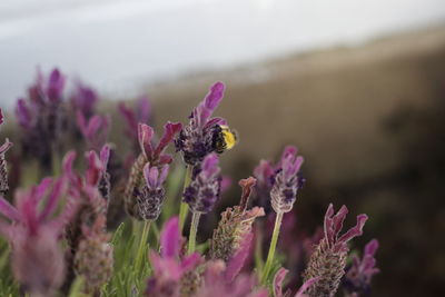 Close-up of insect on purple flowering plant