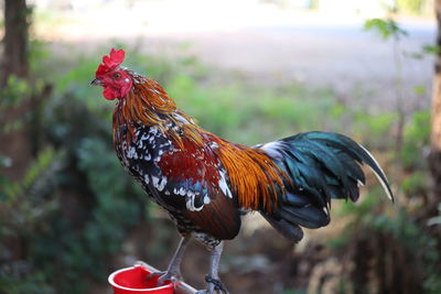 Side view of a rooster