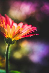 Close-up of pink flowers blooming outdoors