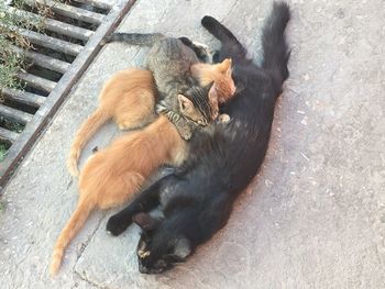 High angle view of two cats