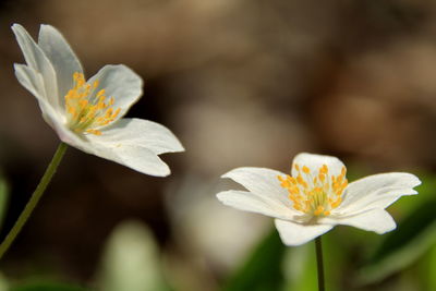 Close-up of white flowering plant