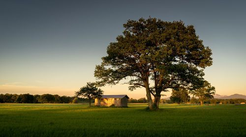 Tree on field against sky during sunset