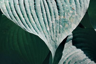 Close-up of green leaves on plant