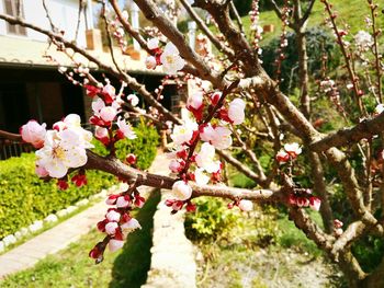 Close-up of flowers on tree