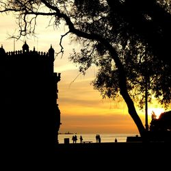 Silhouette of tree at sunset