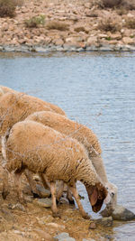 Side view of horse drinking water