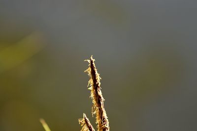 Close-up of plant on field against sky