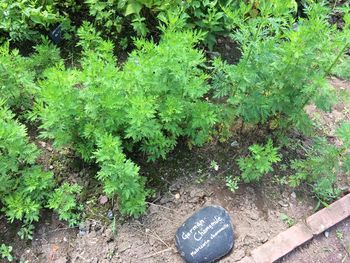 High angle view of text on plant on field