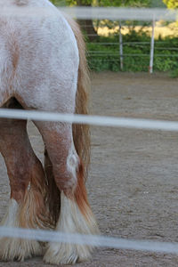 Close-up of horse grazing in field