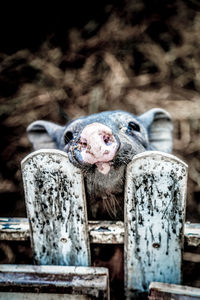 Portrait of an animal on wood