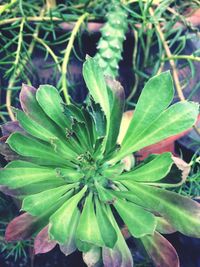 Close-up of plant