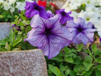 flowering plant