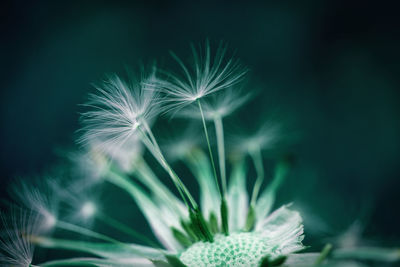 Close-up of dandelion on plant