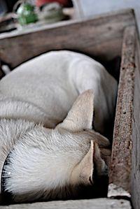 Close-up of cat sleeping on bed