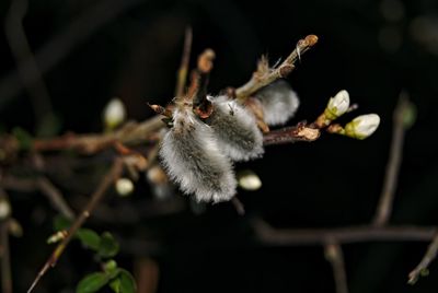 Close-up of insect on flower against blurred background