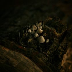 High angle view of mushrooms growing on tree