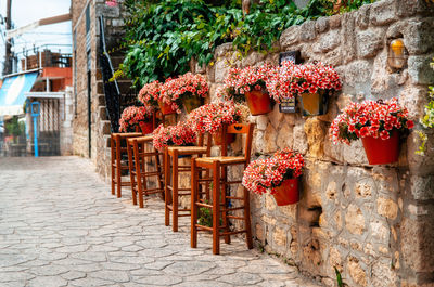 Stools by red potted plants on wall