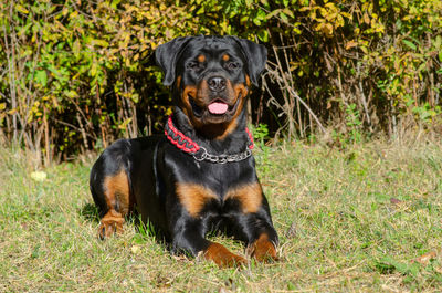 Portrait of dog sitting in grass