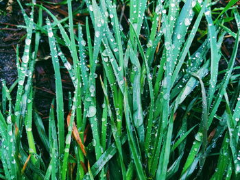 Full frame shot of wet plants on field