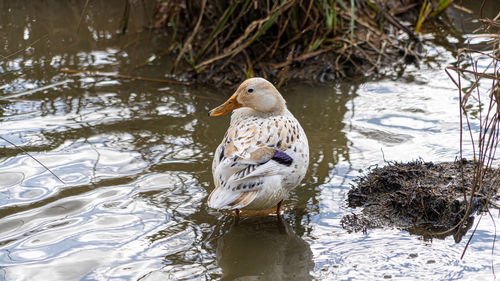 Leucistic mallard on lake preening black and white feathers rare bird