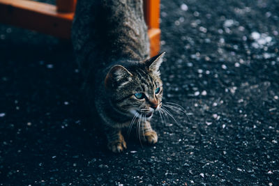 High angle view of cat standing on road