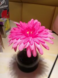 Close-up of pink rose in vase