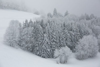 Trees on snow covered landscape