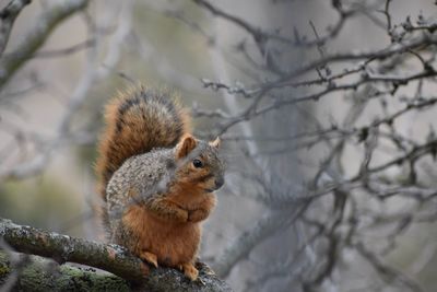 Low angle view of squirrel on tree