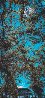 Low angle view of trees against blue sky