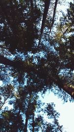 Low angle view of trees against sky