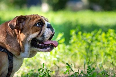 Close-up of a dog looking away