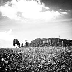 Sheep grazing on field