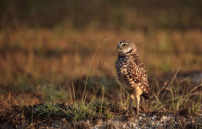 Close-up of owl perching on field