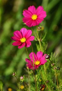 Close-up of pink flowering plants on field