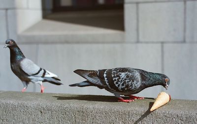 Side view of bird perching