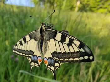 Close-up of butterfly on flower