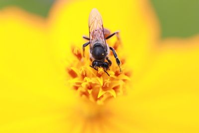 Close-up of bee pollinating on yellow flower