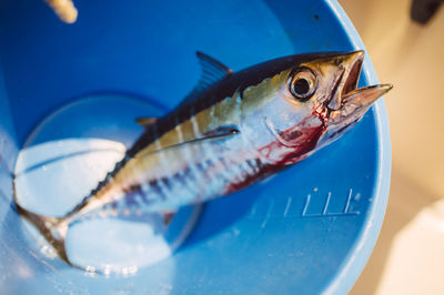 Close-up of fish in water